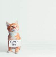 Orange kitten with adopt me sign photo