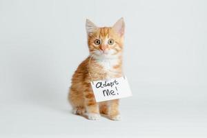 Ginger kitten wearing an adopt me sign