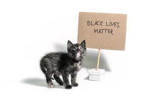 Gatito calicó oscuro con signo de materia de vidas negras