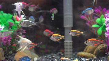 Rainbow and Neon Fish in Tank video