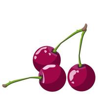 Three ripe cherries on a white background vector