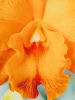 flor de la orquídea en la naturaleza foto
