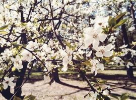 flores de manzana blanca foto