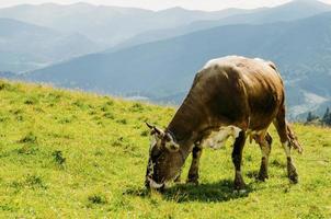 vaca comiendo hierba en las montañas foto