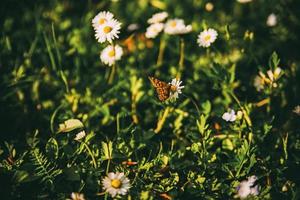 Butterfly on daisies photo