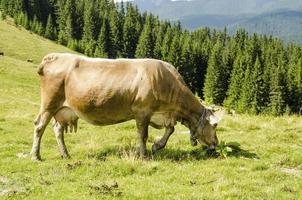 vaca comiendo hierba con fondo de montaña foto