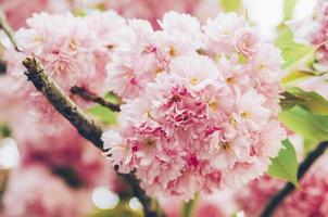Pink apple blossoms photo
