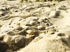 Seashells in sand photo