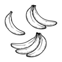 Ilustración de vector dibujado a mano de plátano