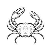 crab hand drawn vector illustration