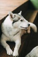 Husky on stairs photo