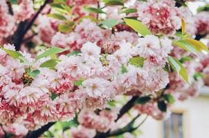 Pink blossoms on a tree outside photo