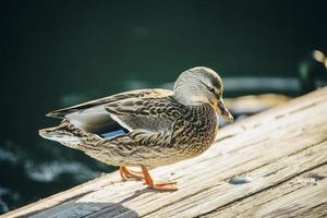 primer plano de un pato foto