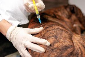 médico veterinario vacuna a un perro