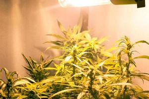 Growing medical marijuana buds under artificial lighting photo