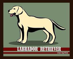 perro labrador retriever, vector, eps, 10