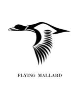 mallard that is flying eps 10 vector