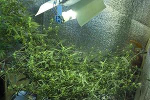 Indoor cannabis cultivation, growing hemp indoors under lamps photo