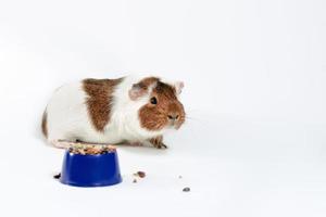 Guinea pig with food photo