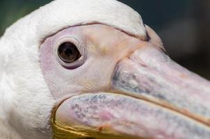 Close-up of a pelican photo