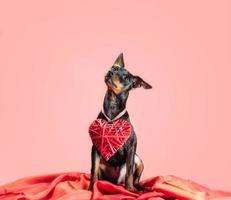 perro con decoración de san valentín foto