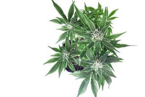 Arbusto de cannabis en flor sobre fondo blanco. foto