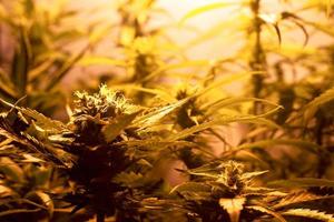 Plantación casera de marihuana con plantas de cannabis en flor bajo luz artificial en interiores