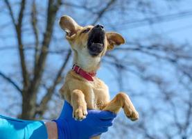 Dog held against the sky photo