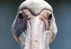 Close-up of a pelican's face photo