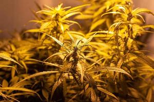 Plantación casera de marihuana con plantas de cannabis en flor bajo luz artificial en interiores