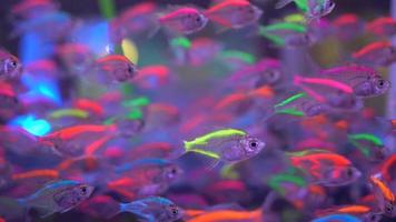 pesci colorati arcobaleno nel serbatoio