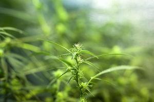 Blooming green sativa cannabis bud photo