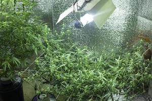 marihuana medicinal en luz artificial en cultivo comercial