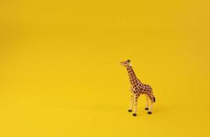 Giraffe isolated on yellow background. Concept image front view. Wild giraffe looking forward in camera. photo