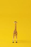 jirafa aislado sobre fondo amarillo. Vista frontal de la imagen del concepto. jirafa salvaje mirando hacia adelante en la cámara. foto