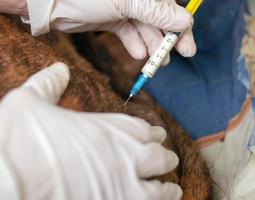 El veterinario le da una inyección a un perro enfermo.