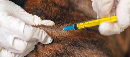 El médico veterinario le da una inyección a un animal. foto