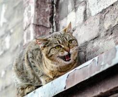 gato maullando en el alféizar de una ventana foto