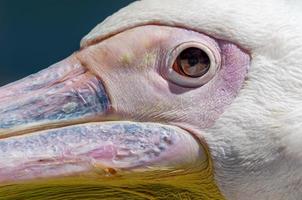 Detail shot of a pelican's face photo