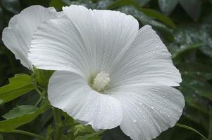 malva anual lavatera trimestris llamada malva rosa, malva real y malva real. otro nombre científico es althaeae trimestris foto