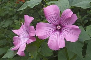 malva anual lavatera trimestris llamada malva rosa, malva real y malva real. otro nombre científico es althaeae trimestris foto