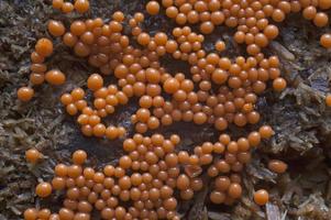 Trichia botrytis slime mold Trichia botrytis photo