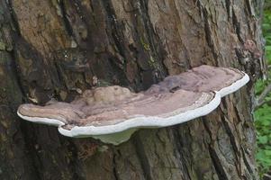 hongo conk del artista Ganoderma applanatum llamado soporte del artista foto