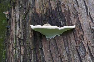 hongo conk del artista Ganoderma applanatum llamado soporte del artista foto