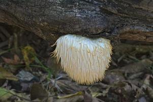 Seta de melena de león Hericium erinaceus llamado hongo diente barbudo, barba de sátiro, hongo erizo barbudo y hongo pompón foto