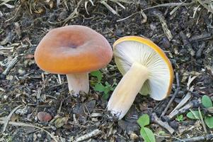 seta lactifluus volemus de tawny milkcap conocida también como gorra de leche llorona, voluminosa lechosa y voluminosa látex lechosa. otro nombre científico es lactarius volemus. foto