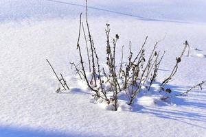 Snowy landscape with tree branches in the garden photo