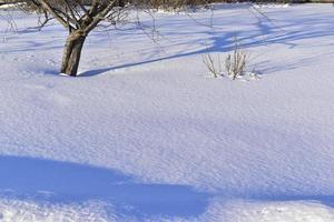 Snowy landscape with tree branches in the garden photo