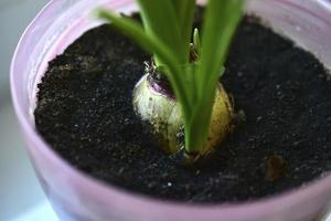 Green flower seedlings in pots on the windowsill photo