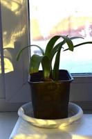 Green flower seedlings in pots on the windowsill photo